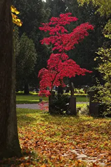 Abandoned Cemetery Prints: Maple, maple tree, red, trees, grave