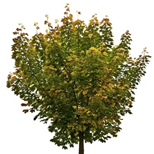 Autumn Color Prints: Maple tree (Acer)