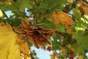 Fall Colors Nature Prints: Maple Tree (Acer) in autumn