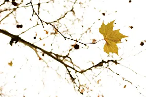 Winter Nature Photography Prints: Maple tree (Acer) in winter