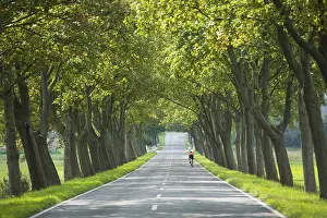 Cycling In Central Europe Prints: Maple Tree avenue, Maple Trees (Acer)