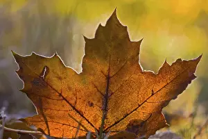 Deserted Autumn Scene Prints: Maple tree leaf