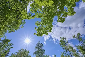 Deciduous Trees Southern Germany Prints: Maple tree, leaves, sky, sun, spring