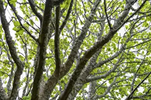 Isle Of Skye Scotland Prints: Maple tree with lichen in spring