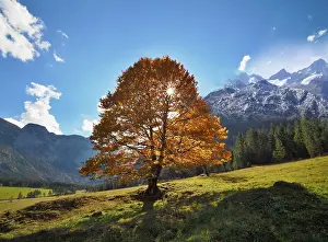 Maple Tree Germany Prints: Maple tree against light, autumnal