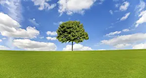 Deserted Field Landscape Prints: Maple Tree on a Meadow Against a Blue Sky