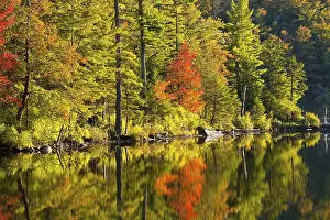 Maple Tree Autumn Color Prints: Maple tree and pine trees in autumn