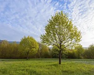Springtime In Baden Wurttemberg Prints: Maple tree in spring, Mondfeld