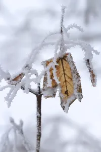 Uninhabited Forest Germany Prints: Maple tree in winter, Germany