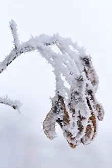 Deciduous Trees In Winter Prints: Maple tree in winter, Germany