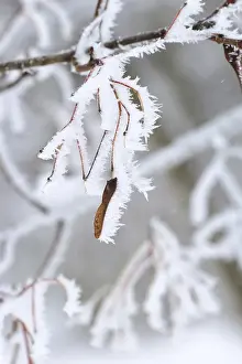 Germany Deciduous Forests Prints: Maple tree in winter, Germany