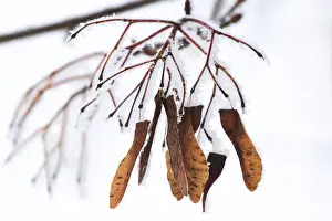 Winter Time In Germany Prints: Maple tree in winter, Germany