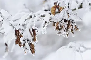 Uninhabited Germany Landscapes Prints: Maple tree in winter, Germany