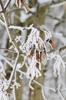 Maple Tree Germany Prints: Maple tree in winter, Germany