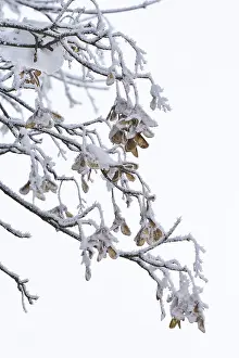 Maple Trees In Central Europe Prints: Maple tree in winter, Germany