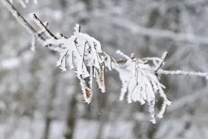 Deciduous Trees Europe Prints: Maple tree in winter, Germany