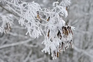 Deciduous Trees Europe Prints: Maple tree in winter, Germany