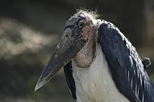Prints of Marabou Marabou Stork Prints: Marabou Stork Print