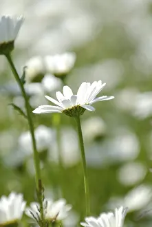 Wild Meadow Flowers Prints: Margerite chrysanthemum maximum