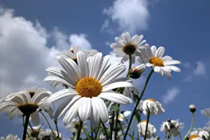 Summer Blooming Flowers Prints: Marguerite