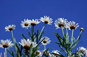 Variegated Petals Prints: Marguerite