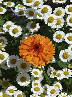 Deserted Nature Scene Prints: Marigold