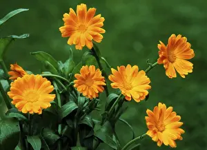 Open Air Blooming Flowers Prints: Marigolds