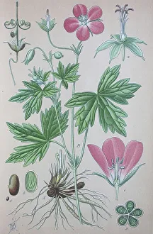 Empty Landscape With Blooming Plants Prints: Marsh cranesbill (Geranium palustre)
