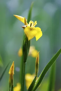 Yellow Iris Germany Prints: Marsh iris (Iris pseudacorus), Germany