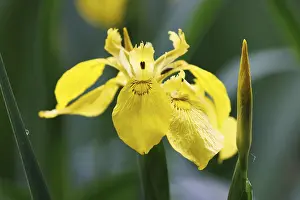 Iridaceae Plant Species Prints: Marsh iris (Iris pseudacorus), Germany