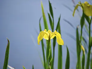 Framed Print : Marsh iris Print - Single Flower Image Framed Print : Marsh iris Print - Single Flower Image