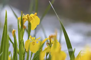 Iridaceae Plant Species Prints: Marsh iris (Iris pseudacorus) by the water