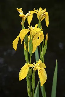 Allgau Plants Prints: Marsh iris, yellow iris (Iris pseudacorus)