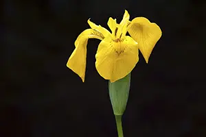 Oberstdorf Nature Scene Prints: Marsh iris, yellow iris (Iris pseudacorus)