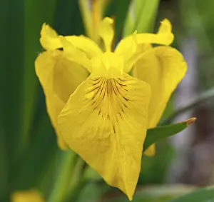 Biosphere Reserve Mittlere Elbe Prints: Marsh iris, yellow iris (Iris pseudacorus)