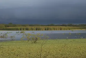 South American Nature Images Prints: Marsh short before a thunderstorm