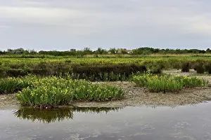 European Iridaceae Flowers Prints: A marsh full of yellow irises (Iris pseudacorus)