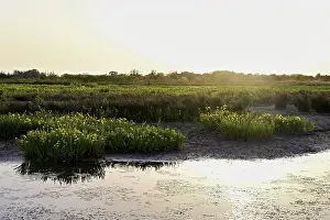European Flora Prints: A marsh full of yellow irises (Iris pseudacorus)