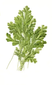Selaginella Prints