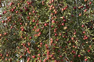 Apple Tree Prints: Maturity apples (Malus) am Apple tree