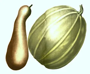 Cucurbita Maximo Print