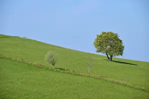 Freiburg Im Breisgau Scenery Prints: Meadow with beech tree in spring