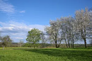 Deciduous Tree Meadow Prints: Meadow, Blooming, Cherry tree, Tree row