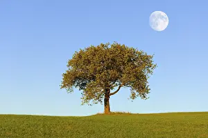Evening Atmosphere Germany Prints: Meadow with cherry tree and moon