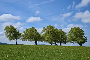 Deciduous Trees In Germany Prints: Meadow with copper beeches with cloudy sky in spring