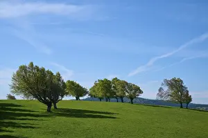 Copper Beeches In Spring Prints: Meadow with copper beeches in spring