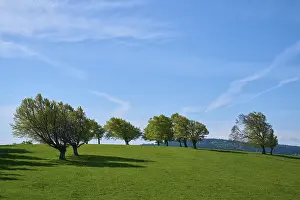 Freiburg Im Breisgau Scenery Prints: Meadow with copper beeches in spring
