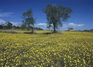 Southern Europe Landscape Prints: Meadow with crownwort