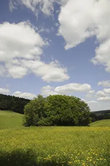 Overcast Sky Landscape Shot Prints: Meadow, forest, edge of forest