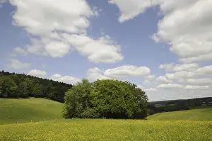 Cloudy Skies In Germany Prints: Meadow, forest, edge of forest